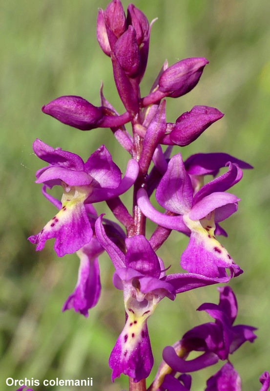 Le orchidee di Cardito, splendide praterie tra il reatino e laquilano.